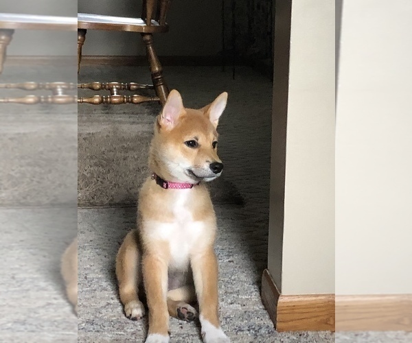 Medium Photo #8 Shiba Inu Puppy For Sale in NEW ULM, MN, USA