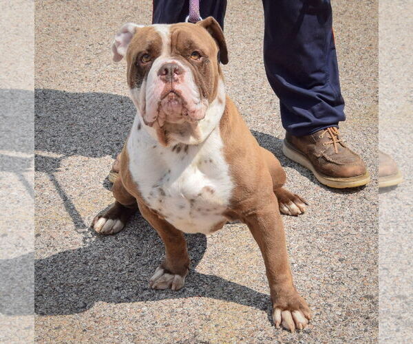 Medium Photo #5 Bulldog Puppy For Sale in Huntley, IL, USA