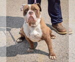 Small #4 Bulldog