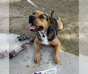 Mutt Dogs for adoption in El Centro, CA, USA