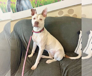Zelle - Female American Pit Bull Terrier-German Shepherd Dog Mix Dog for Adoption - Photo #2