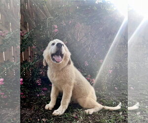 Tootsie - Male Great Pyrenees Dog for Adoption - Photo #7