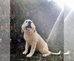 Small #6 Great Pyrenees