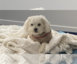 Small Photo #3 Maltipoo Puppy For Sale in SAN DIEGO, CA, USA