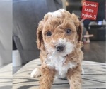 Small #10 Goldendoodle (Miniature)