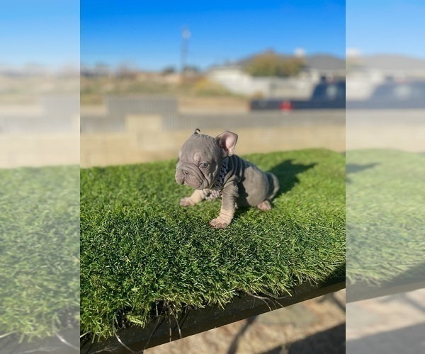 Medium Photo #14 French Bulldog Puppy For Sale in NEWPORT BEACH, CA, USA