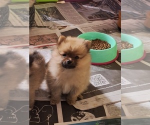 Pomeranian Puppy for sale in SPOTSYLVANIA, VA, USA