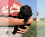 Small Photo #24 Labrador Retriever Puppy For Sale in FREDERICKSBG, OH, USA