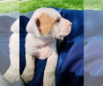 Small Photo #17 Catahoula Leopard Dog-Unknown Mix Puppy For Sale in YELLVILLE, AR, USA