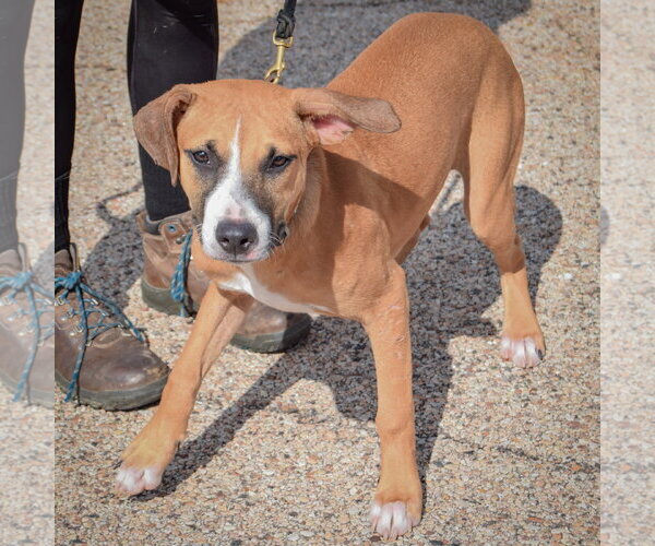 Medium Photo #3 American Staffordshire Terrier-Boxer Mix Puppy For Sale in Huntley, IL, USA