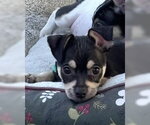 Small #2 Chihuahua Mix