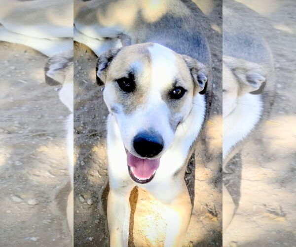 Medium Photo #1 Greyhound-Sloughi Mix Puppy For Sale in Apple Valley, CA, USA