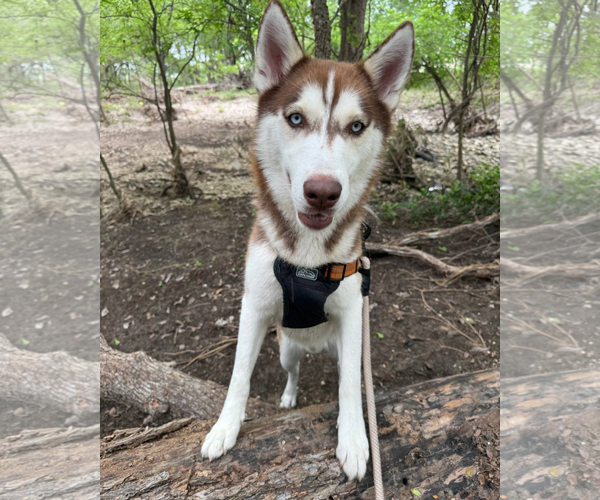 Medium Photo #5 Siberian Husky Puppy For Sale in Carrollton, TX, USA