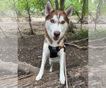 Small #4 Siberian Husky