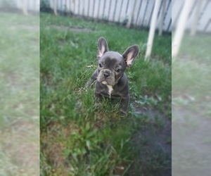 French Bulldog Puppy for sale in BLOOMINGTON, MN, USA