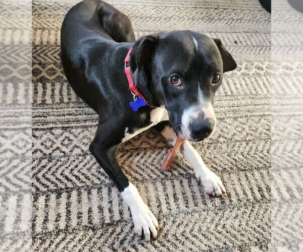 Medium Photo #2 Mutt Puppy For Sale in Oak Bluffs, MA, USA