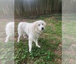 Small Photo #29 Great Pyrenees Puppy For Sale in Spring, TX, USA