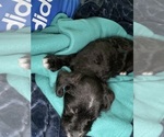 Small Photo #2 Bossi-Poo-Poodle (Miniature) Mix Puppy For Sale in ROCHESTER, NY, USA
