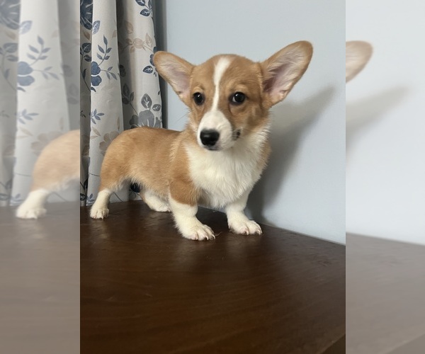 Medium Photo #12 Pembroke Welsh Corgi Puppy For Sale in DURHAM, CT, USA