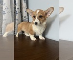 Small #11 Pembroke Welsh Corgi