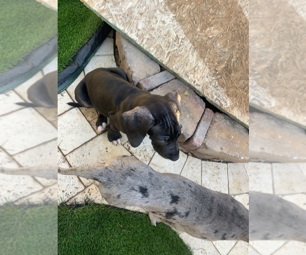 Medium Photo #9 Great Dane Puppy For Sale in MARICOPA, AZ, USA