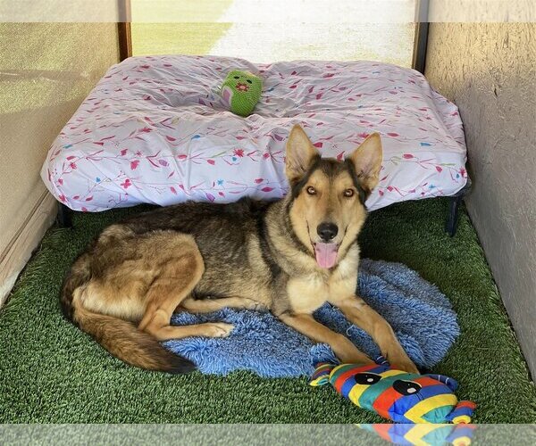 Medium Photo #6 German Shepherd Dog-Huskies  Mix Puppy For Sale in Queen Creek, AZ, USA