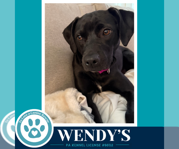 Medium Photo #4 Labrador Retriever-Unknown Mix Puppy For Sale in Kimberton, PA, USA