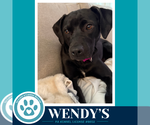 Small #3 Labrador Retriever Mix
