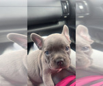 Puppy Puppy 2 French Bulldog