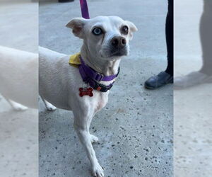 Jillie - Female Chihuahua-Unknown Mix Dog for Adoption - Photo #4