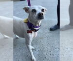 Small #4 Chihuahua Mix