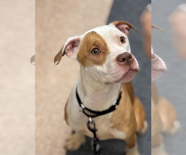 Medium Photo #1 American Pit Bull Terrier Puppy For Sale in Batavia, NY, USA