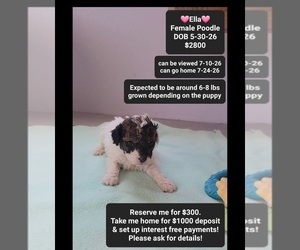 Poodle (Toy) Puppy for sale in TUCSON, AZ, USA