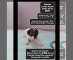 Image preview for Ad Listing. Nickname: Ella