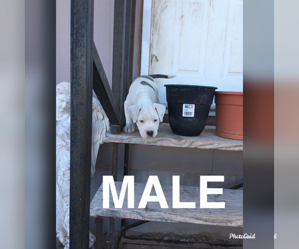 Medium Photo #2 Olde English Bulldogge Puppy For Sale in ELEPHANT BTTE, NM, USA
