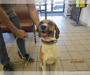 Mutt Dogs for adoption in Ocala, FL, USA