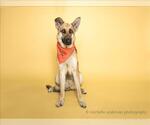 Small #1 German Shepherd Dog