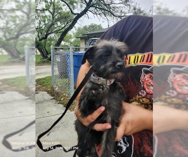 Medium Photo #1 Mutt Puppy For Sale in San Antonio, TX, USA