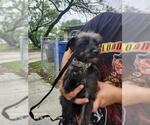 Small Mutt