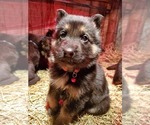 Small Photo #20 German Shepherd Dog Puppy For Sale in COWGILL, MO, USA
