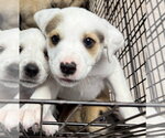 Small #1 Anatolian Shepherd