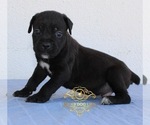 Small Photo #4 Cane Corso Puppy For Sale in PALMDALE, CA, USA