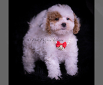 Small Photo #85 Maltipoo (Miniature) Puppy For Sale in WARSAW, IN, USA