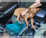 Small #25 American Pit Bull Terrier-Blue Lacy Mix