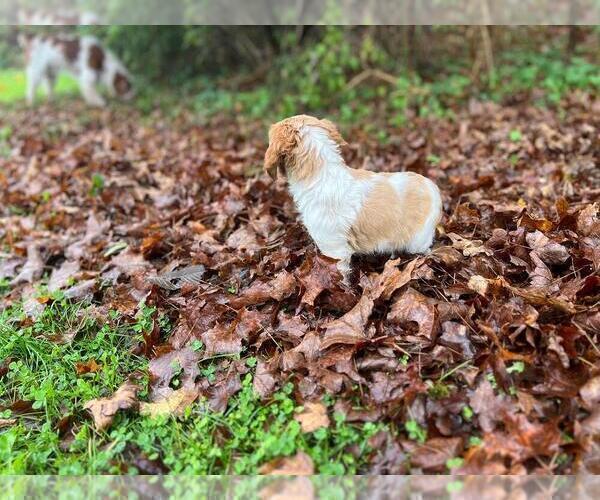 Medium Photo #8 Brittany Puppy For Sale in BERKSHIRE, NY, USA