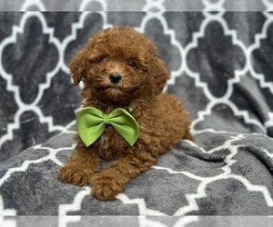 Medium Cavapoo