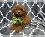 Small Cavapoo