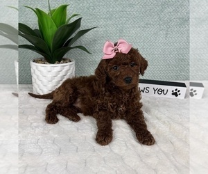 Goldendoodle (Miniature) Puppy for sale in GREENFIELD, IN, USA