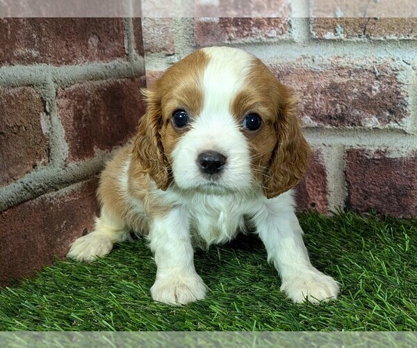 Medium Photo #11 Cavalier King Charles Spaniel Puppy For Sale in MOBERLY, MO, USA