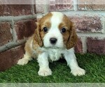 Small #10 Cavalier King Charles Spaniel